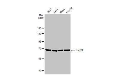 Anti-Hsp70 antibody used in Western Blot (WB). GTX104126