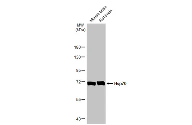 Anti-Hsp70 antibody used in Western Blot (WB). GTX104126
