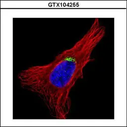 Anti-GOLGA5 antibody [N2C2], Internal used in Immunocytochemistry/ Immunofluorescence (ICC/IF). GTX104255