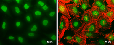 Anti-Histone H1.3 antibody used in Immunocytochemistry/ Immunofluorescence (ICC/IF). GTX104481