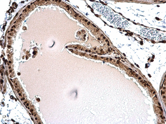 Anti-Histone H1.3 antibody used in IHC (Paraffin sections) (IHC-P). GTX104481