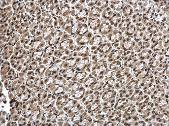 Anti-Histone H1.3 antibody used in IHC (Paraffin sections) (IHC-P). GTX104481