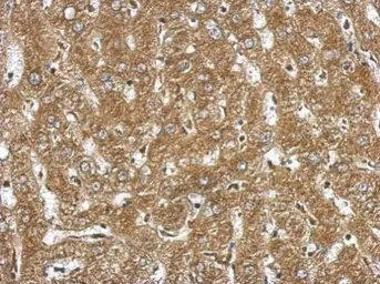 Anti-NDST3 antibody used in IHC (Paraffin sections) (IHC-P). GTX104563