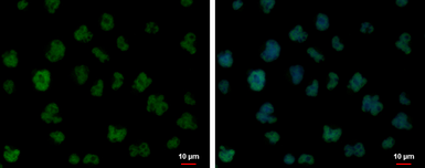 Anti-FUBP1 antibody used in Immunocytochemistry/ Immunofluorescence (ICC/IF). GTX104579