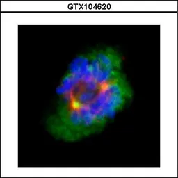 Anti-Aurora A antibody [C3], C-term used in Immunocytochemistry/ Immunofluorescence (ICC/IF). GTX104620