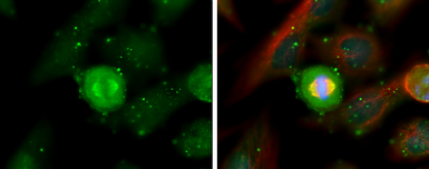 Anti-Aurora A antibody [C3], C-term used in Immunocytochemistry/ Immunofluorescence (ICC/IF). GTX104620