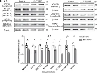 Anti-SDHB antibody [C2C3], C-term used in Western Blot (WB). GTX104628