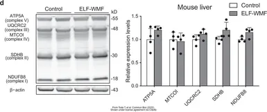 Anti-SDHB antibody [C2C3], C-term used in Western Blot (WB). GTX104628