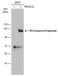 Anti-PI3 kinase p110 gamma antibody [C3], C-term used in Western Blot (WB). GTX104639