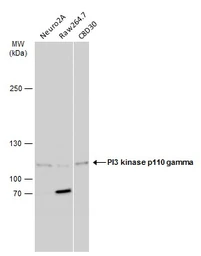 Anti-PI3 kinase p110 gamma antibody [C3], C-term used in Western Blot (WB). GTX104639