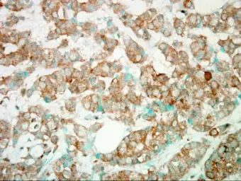 Anti-PI3 kinase p110 gamma antibody [C3], C-term used in IHC (Paraffin sections) (IHC-P). GTX104639