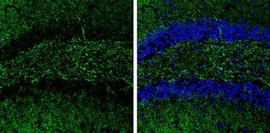 Anti-5-HT1A receptor antibody [N3C1], Internal used in IHC (Frozen sections) (IHC-Fr). GTX104703