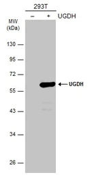 Anti-UGDH antibody used in Western Blot (WB). GTX104993