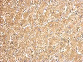 Anti-UGDH antibody used in IHC (Paraffin sections) (IHC-P). GTX104993