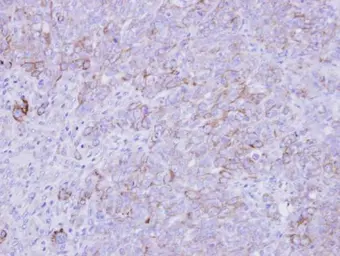 Anti-SLC26A8 antibody used in IHC (Paraffin sections) (IHC-P). GTX105009