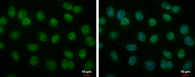 Anti-BMAL1 antibody [N1N3] used in Immunocytochemistry/ Immunofluorescence (ICC/IF). GTX105060