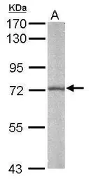 Anti-BMAL1 antibody [N1N3] used in Western Blot (WB). GTX105060