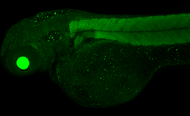 Anti-PSMA6 antibody used in IHC (Whole mount) (IHC-Wm). GTX105061