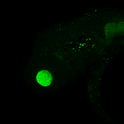 Anti-PSMA6 antibody used in IHC (Whole mount) (IHC-Wm). GTX105061