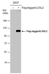 Anti-LOXL2 antibody used in Western Blot (WB). GTX105085