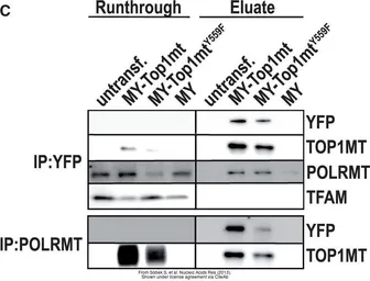 Anti-mtRNA polymerase antibody [N2N3] used in Western Blot (WB). GTX105137