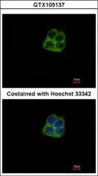 Anti-mtRNA polymerase antibody [N2N3] used in Immunocytochemistry/ Immunofluorescence (ICC/IF). GTX105137