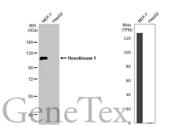 Anti-Hexokinase 1 antibody used in Western Blot (WB). GTX105248