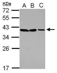 Anti-POU6F1 antibody used in Western Blot (WB). GTX105299