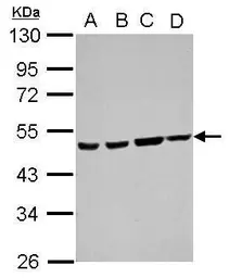 Anti-ATXN10 antibody used in Western Blot (WB). GTX105440