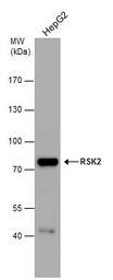 Anti-RSK2 antibody used in Western Blot (WB). GTX105543