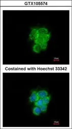 Anti-MIPEP antibody [N2C1], Internal used in Immunocytochemistry/ Immunofluorescence (ICC/IF). GTX105574