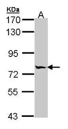 Anti-MIPEP antibody [N2C1], Internal used in Western Blot (WB). GTX105574