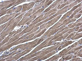 Anti-RRAS antibody [N1C3] used in IHC (Paraffin sections) (IHC-P). GTX105575