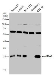 Anti-RRAS antibody [N1C3] used in Western Blot (WB). GTX105575