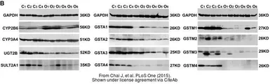 Anti-GSAT1 / GSAT2 / GSAT3 antibody used in Western Blot (WB). GTX105600