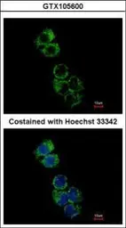 Anti-GSAT1 / GSAT2 / GSAT3 antibody used in Immunocytochemistry/ Immunofluorescence (ICC/IF). GTX105600