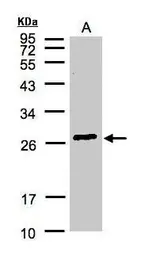 Anti-GSAT1 / GSAT2 / GSAT3 antibody used in Western Blot (WB). GTX105600