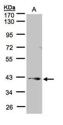 Anti-PPP2R4 antibody [N2C3] used in Western Blot (WB). GTX105724