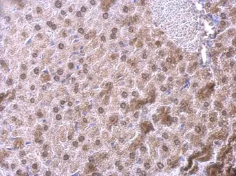 Anti-NFIB antibody [N1C2] used in IHC (Paraffin sections) (IHC-P). GTX105749