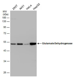 Anti-GLUD1 + GLUD2 antibody used in Western Blot (WB). GTX105765