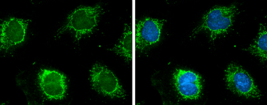 Anti-GLUD1 + GLUD2 antibody used in Immunocytochemistry/ Immunofluorescence (ICC/IF). GTX105765