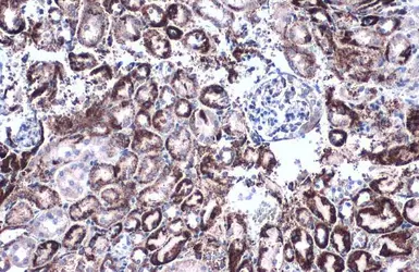 Anti-GLUD1 + GLUD2 antibody used in IHC (Paraffin sections) (IHC-P). GTX105765