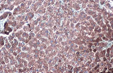 Anti-GLUD1 + GLUD2 antibody used in IHC (Paraffin sections) (IHC-P). GTX105765