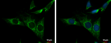 Anti-NDUFS3 antibody used in Immunocytochemistry/ Immunofluorescence (ICC/IF). GTX105835