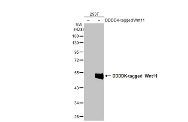 Anti-Wnt11 antibody used in Western Blot (WB). GTX105971