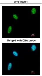 Anti-BAT1 antibody [N1C3] used in Immunocytochemistry/ Immunofluorescence (ICC/IF). GTX106001