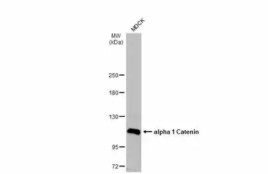 Anti-alpha 1 Catenin antibody used in Western Blot (WB). GTX106014