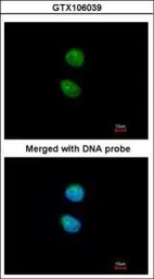 Anti-ZKSCAN3 antibody [N1C2] used in Immunocytochemistry/ Immunofluorescence (ICC/IF). GTX106039