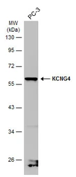 Anti-KCNG4 antibody used in Western Blot (WB). GTX106058