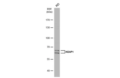 Anti-KEAP1 antibody [C1C3] used in Western Blot (WB). GTX106142